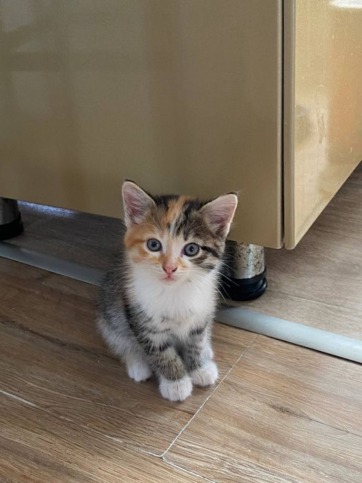Отдадим Котят в добрые руки