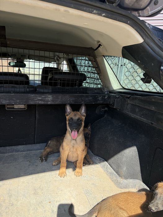 Donez Ciobanesc Belgian Malinois