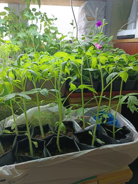 Продам рассаду (томаты баклажан перец петунья)