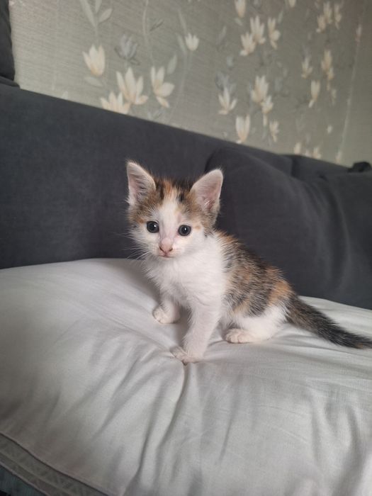 Котёнок Мисандия