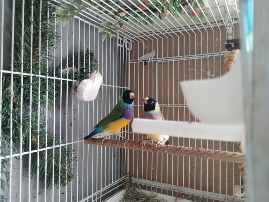 Canari guold amandine