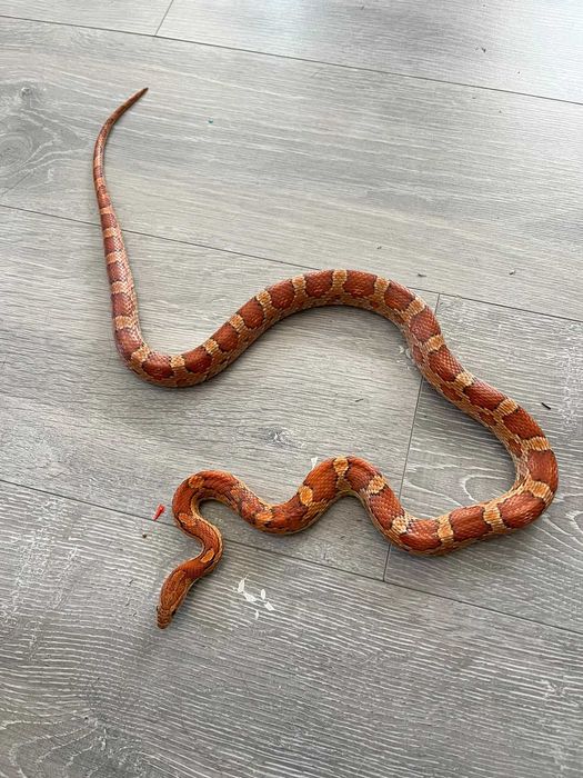 Corn snake pui si o femela de un an