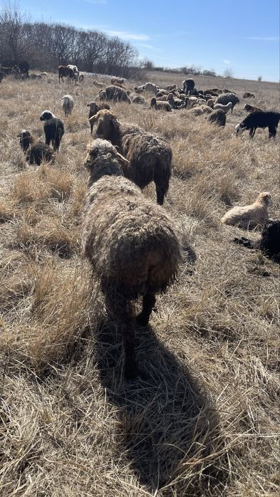 Продаются бараны