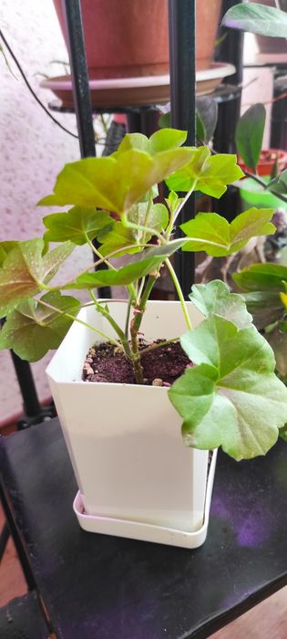 Пеларгония ампельная продам