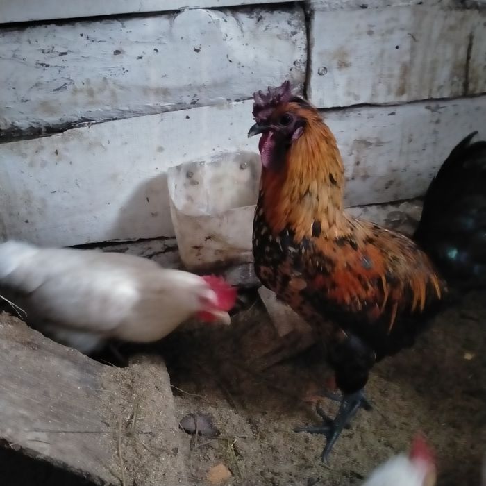 Продам молодых петушков .