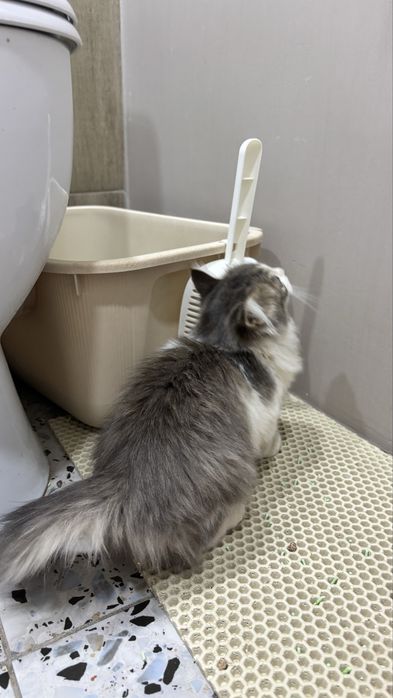 Котенок девочка 3 мес
