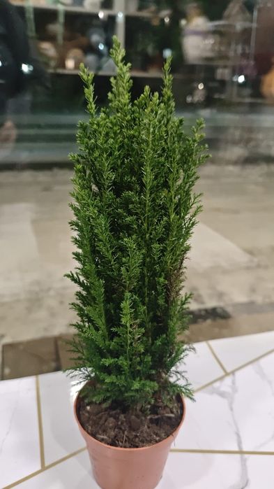 Продам комнатные цветы