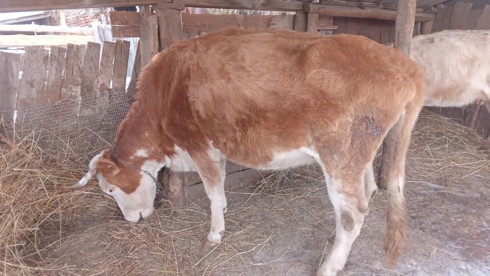 Сиыр сатамын 4-5жасар