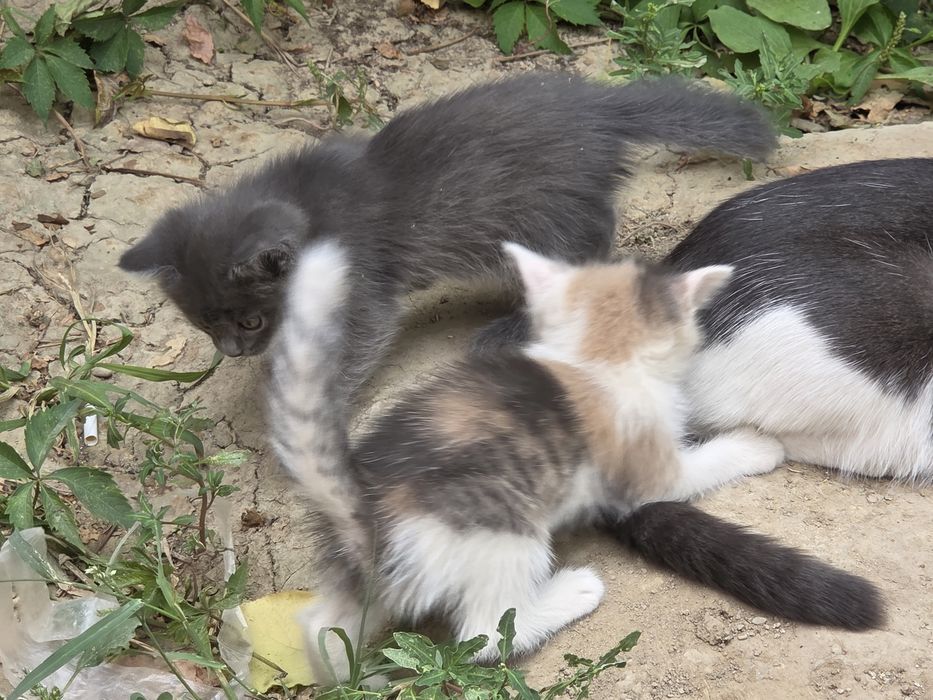 Котята отдам в хорошие руки