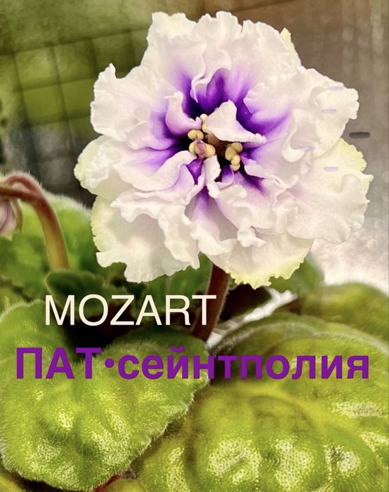 Сейнтполия Saintpaulia African Violet Сентполия Сенполия цветя