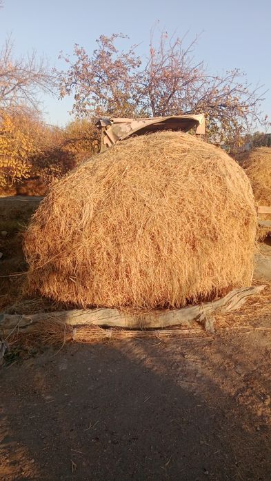 Beda boglari i mayda òtlar sotiladi