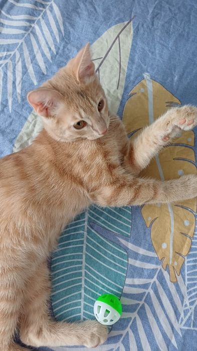 Отдам кота в добрые руки