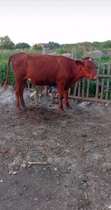 Продам продам продам