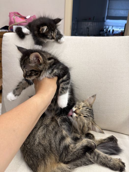 Котенок метис ищет дом