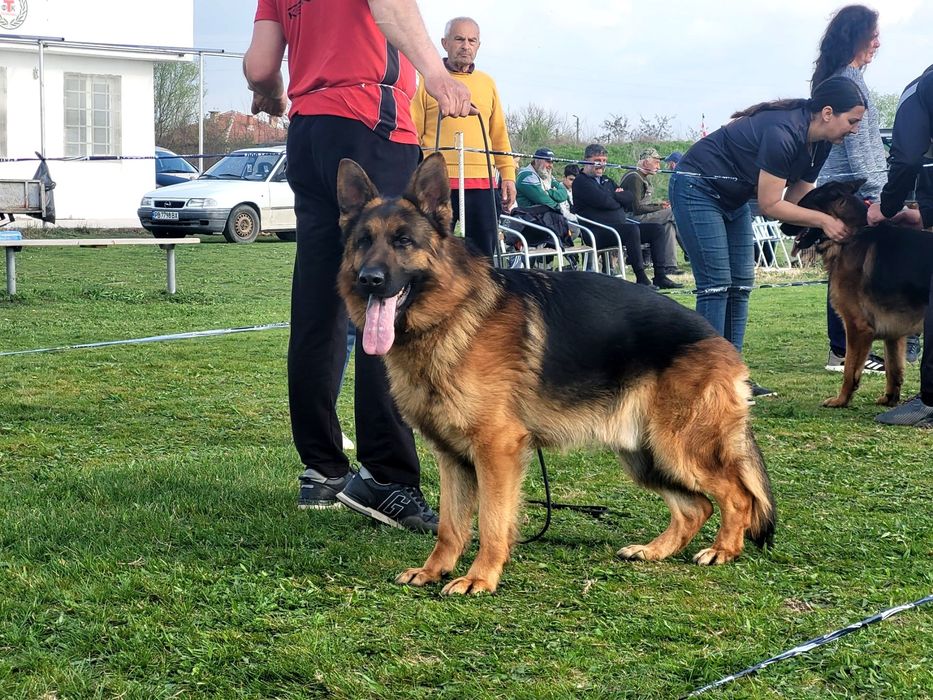 Развъдник за немски овчарки