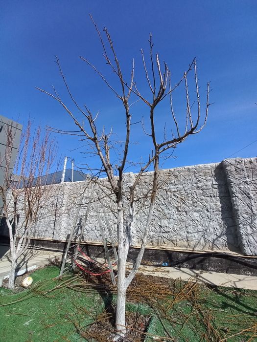 Садовник. Обрезка деревья.