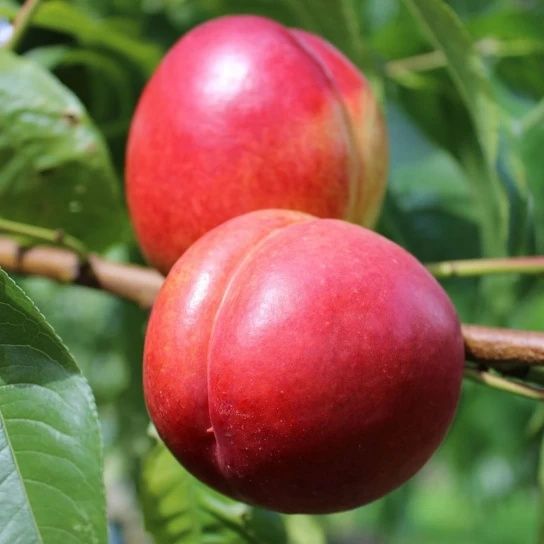 Pomi Fructiferi Clasici