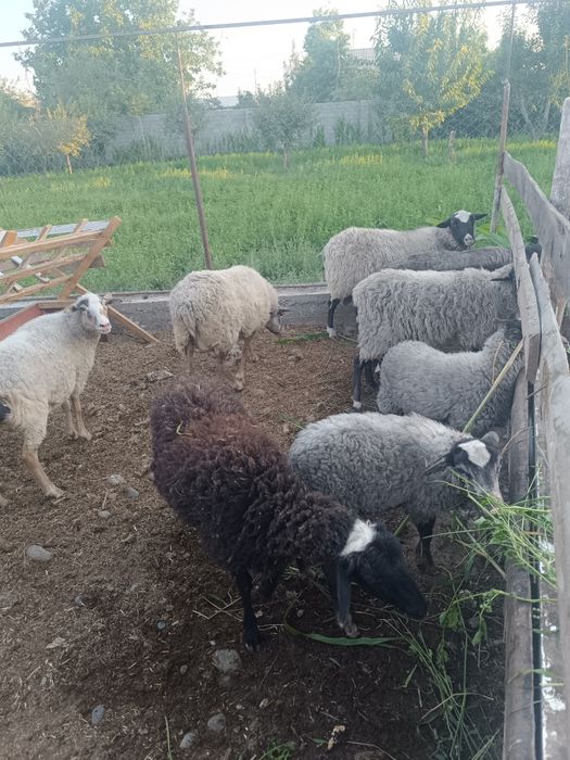 Продаю породистых Баранов"'Рамановски'"