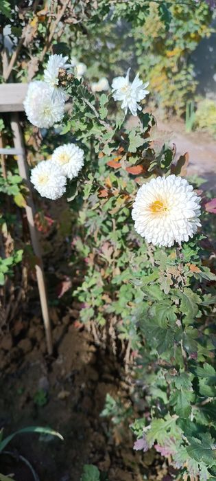 Продаю садовую рассаду