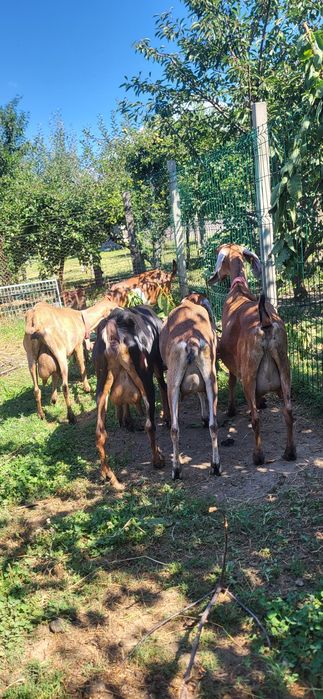 Vand Capre Anglonubiene cu Pedigree