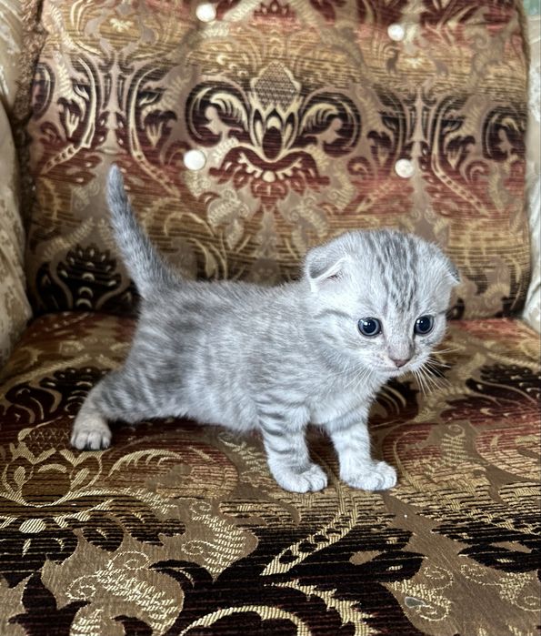 Шотландский  Котенок  Мальчик