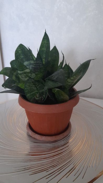 Продам комнатные цветы