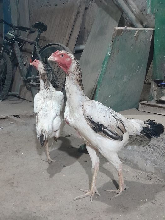 Тухумда 1тулак тоза нарса