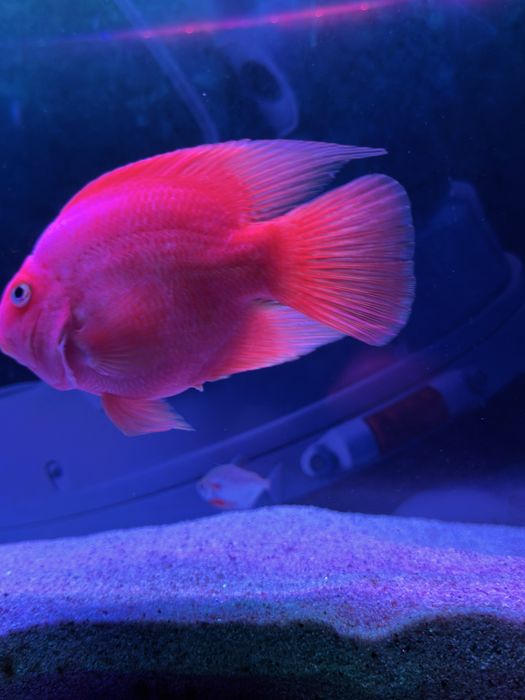 Popugay baligi kotta razmerda