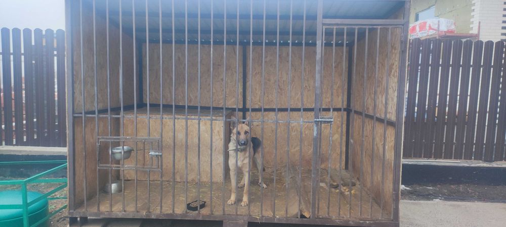 Продам собаку в хорошеэие руки