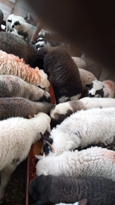 Miei de vanzare la 43 lei kg