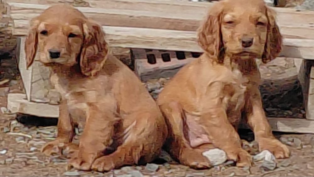 Собаки, щенята, спаниель