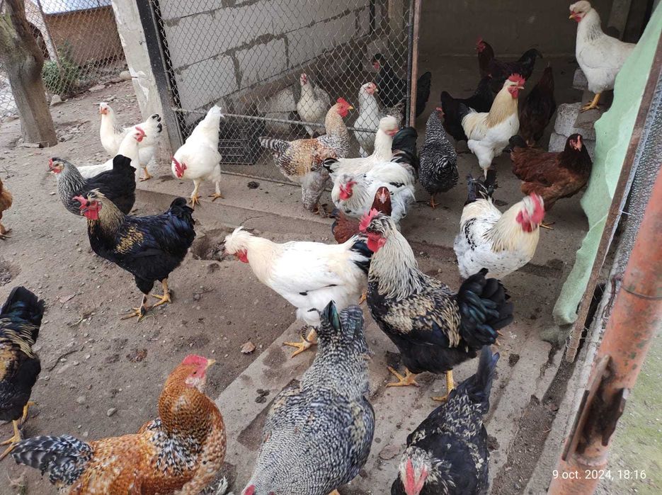 Vând Păsări bio crescute la țară