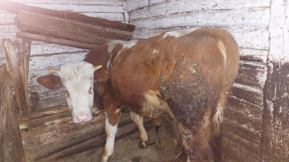 Vițel Bălțata Românească