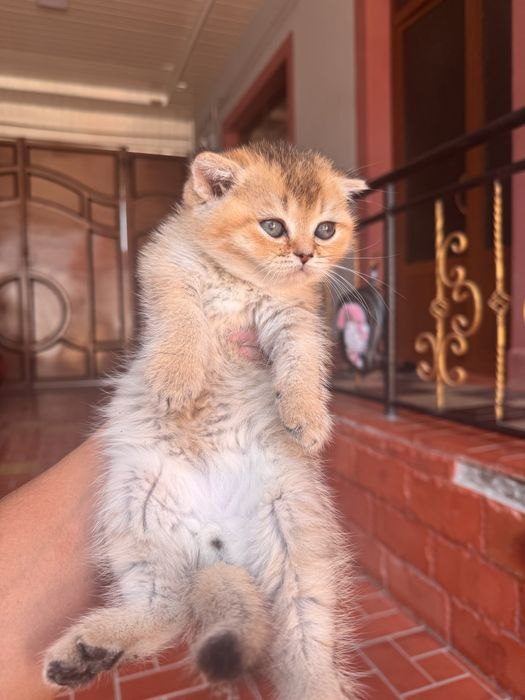 Sotiladi zalatoy shinshila otasi onasi fold