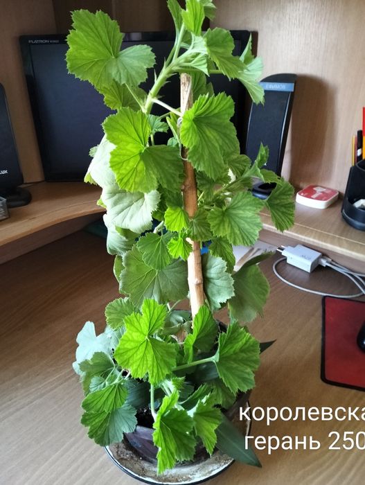 Комнатные цветы для дома и офиса