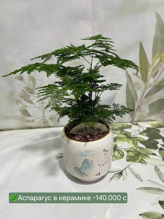 Кипарис, Елка, Аспарагус, Рускус, Бамбук.