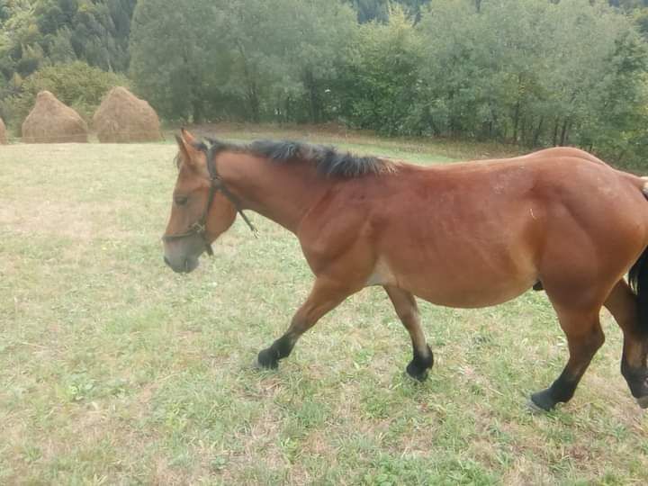 Mânz de vânzare 50 de milioane 50 * 40