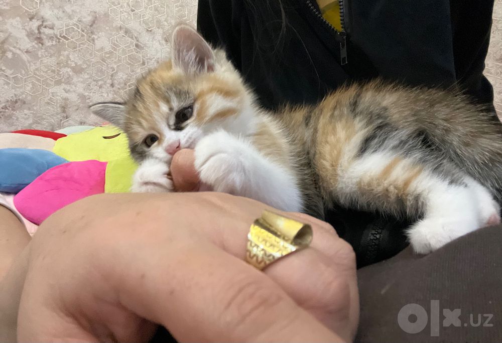 Кошка 1.5 месяца красивая