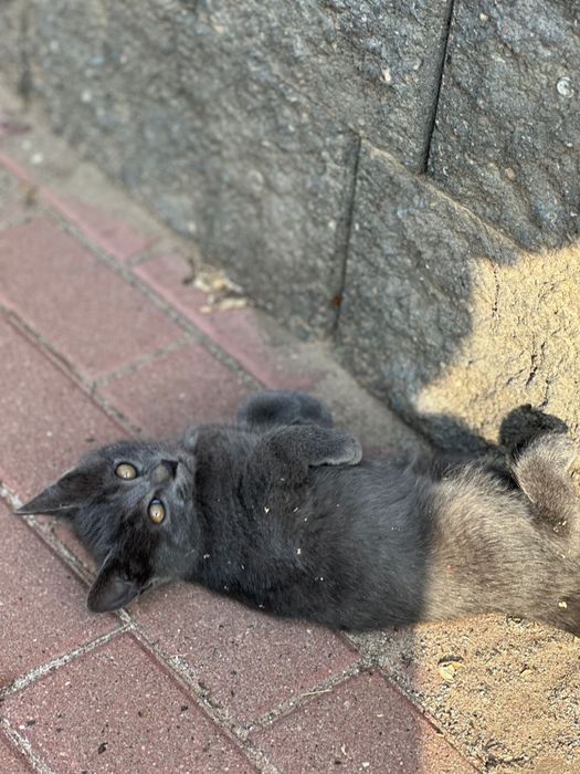 Котята ищут дом и семью