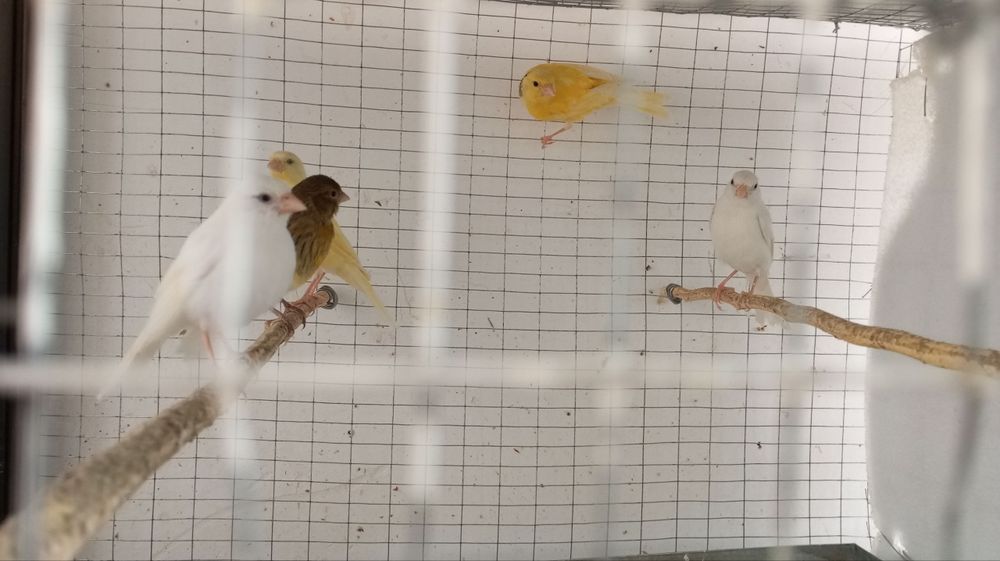 Канарейка ёшлари маладой