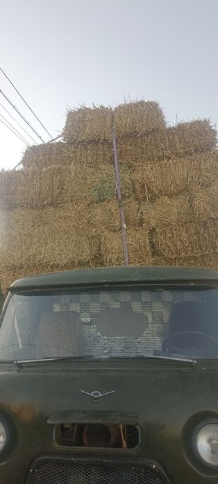 Samon sotiladi 14000