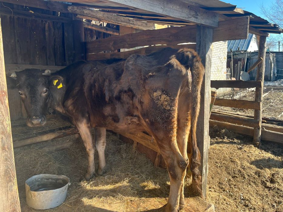 Продам корову город Тобыл