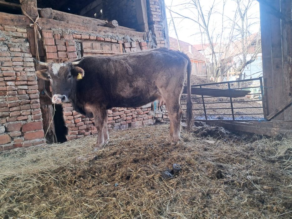 Vând juninca de 3 anii gestanta an 8 lunii .vitea de 2 lunii