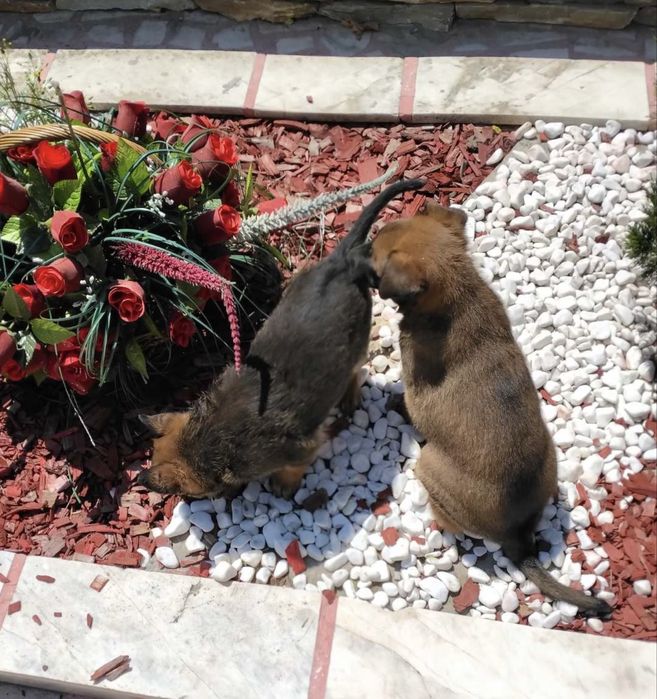 Малки кученца Белгийски овчарки