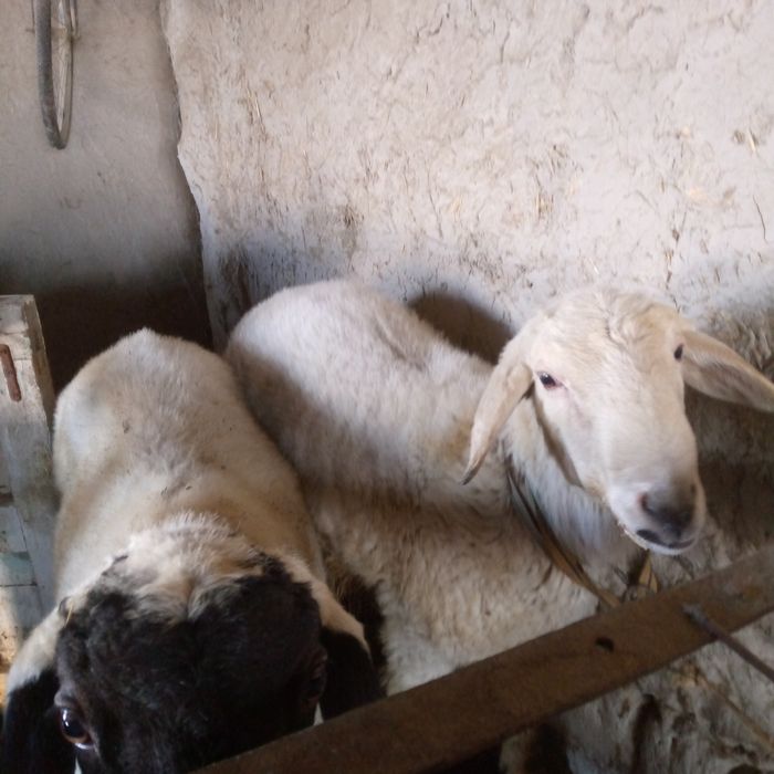 Кучкорлар сотилади