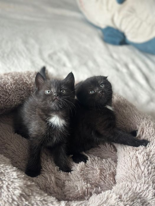 Шотландцы котята, девочки (метисы)