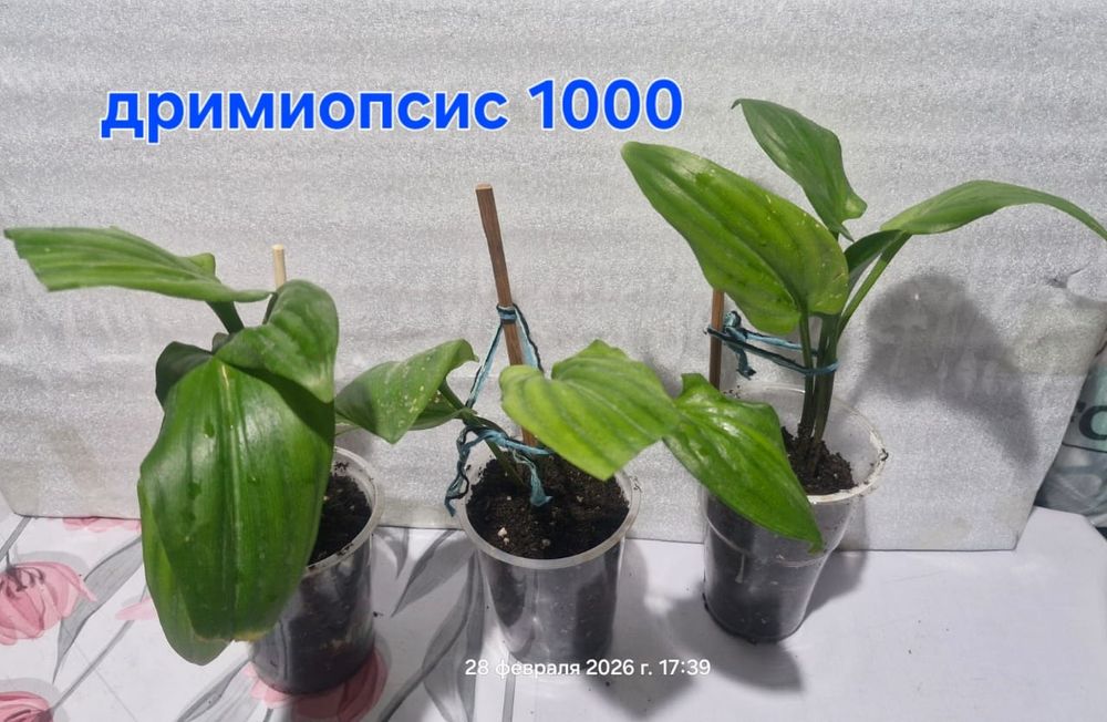 Домашние цветы разные