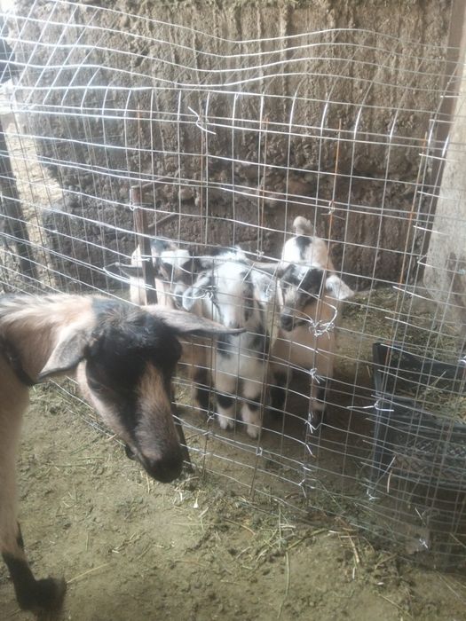 Продам 3их козлят