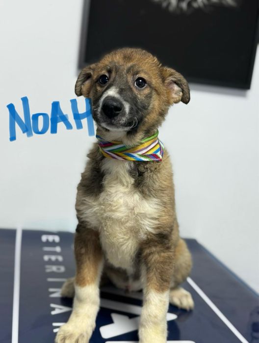 4 catelusi isi cauta casuta