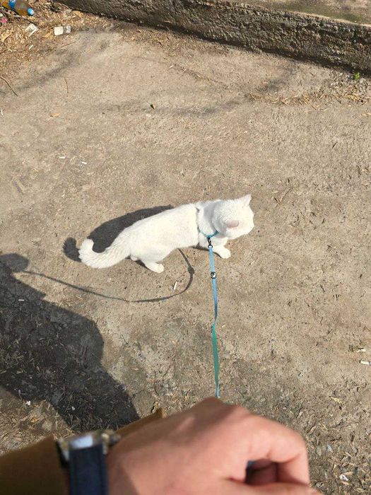 Британец YaYo ищет кошечку для вязки, очень заботливый и учтивый кот.